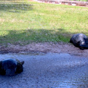 Aldabra Breeders