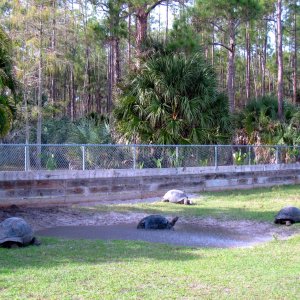 Aldabra Breeders