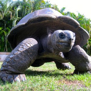 Aldabra Breeders