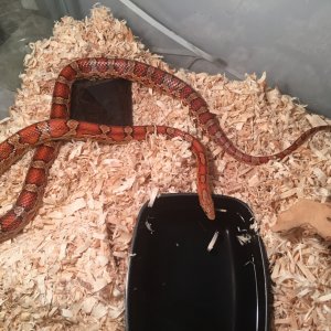 Healthy M and F sibling corn snakes for sale