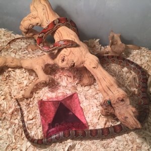 Healthy M and F sibling corn snakes for sale