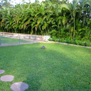 Aldabra Breeders