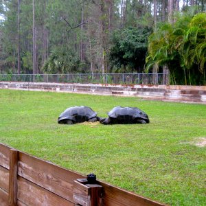 Aldabra Breeders
