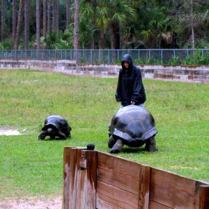 Aldabra Breeders