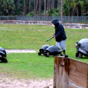 Aldabra Breeders