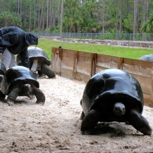 Aldabra Breeders