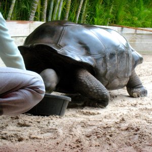 Aldabra Breeders