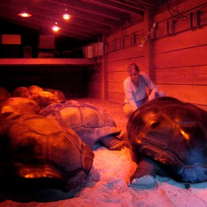 Aldabra Breeders