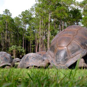 Aldabra Breeders