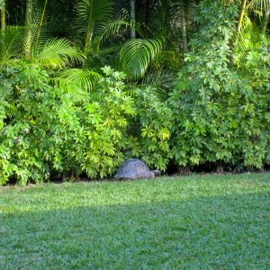 Aldabra Breeders