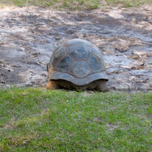 Aldabra Breeders