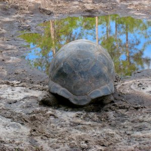 Aldabra Breedersusa
