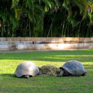 Aldabra Breedersusa