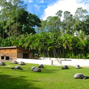 Aldabra Breeders
