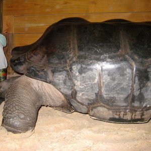 Aldabra Breeders