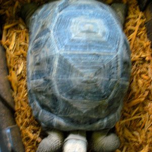 Aldabra Breeders