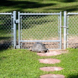 Aldabra Breeders