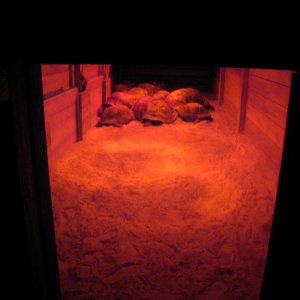 Aldabra Breeders