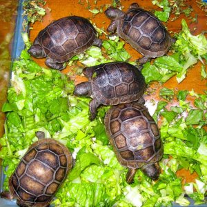 Aldabra Breeders