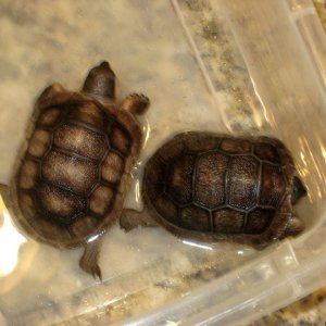 Aldabra Breeders