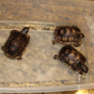 Aldabra Breeders