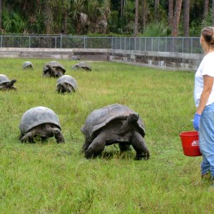 Aldabra Breeders
