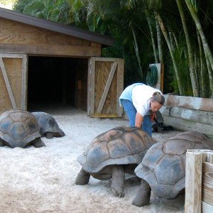 Aldabra Breeders