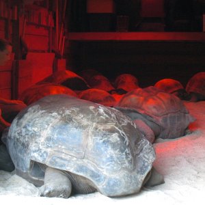 Aldabra Breeders