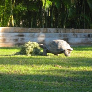 Aldabra Breeders