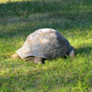 Aldabra Breeders