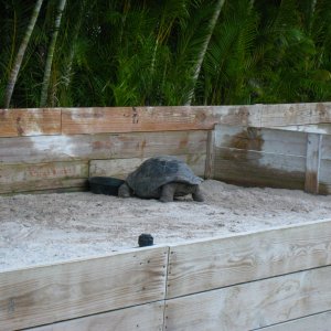 Aldabra Breeders
