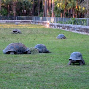 Aldabra Breeders
