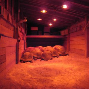 Aldabra Breeders