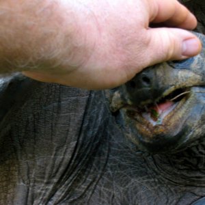 Aldabra Breeders