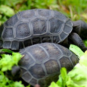 Aldabra Breeders