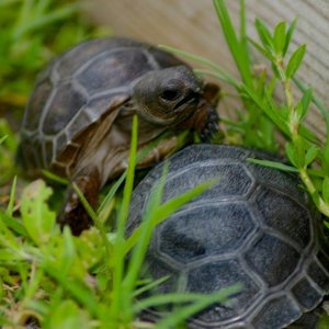 Aldabra Breeders