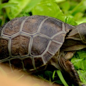 Aldabra Breeders