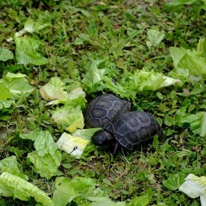 Aldabra Breeders