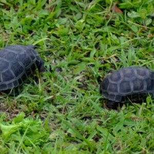 Aldabra Breeders