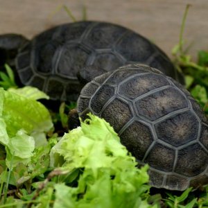 Aldabra Breeders