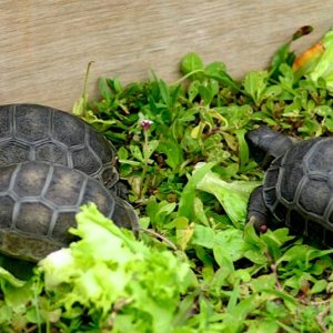Aldabra Breeders
