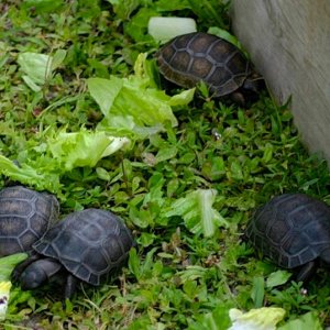 Aldabra Breeders