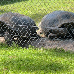 Aldabra Breeders