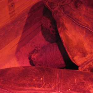 Aldabra Breeders