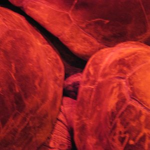 Aldabra Breeders
