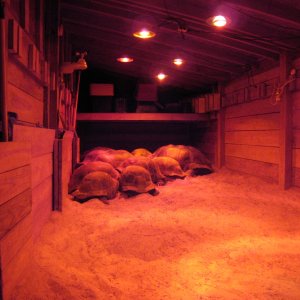 Aldabra Breeders