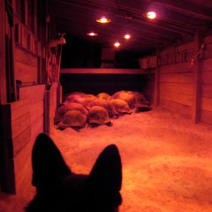 Aldabra Breeders