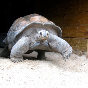 Aldabra Breeders