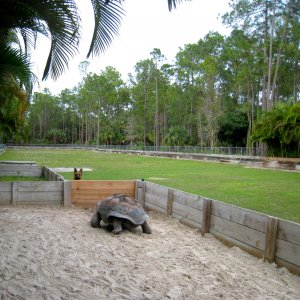 Aldabra Breeders
