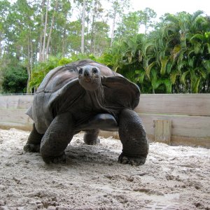 Aldabra Breeders